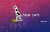 POWER POINT GREAT DANES. WHERE DID THE GREAT DANE ORIGINATE FROM? The name Great Dane cam from Denmark, therefore, they are believed to be a Danish dog.