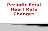 The periodic fetal heart rate refers to deviations from baseline that are temporally related to uterine contractions.  Acceleration refers to an increase.