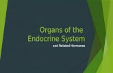 Organs of the Endocrine System and Related Hormones.