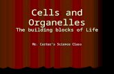 Cells and Organelles The building blocks of Life Mr. Carter’s Science Class.