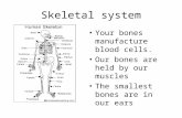 Skeletal system Your bones manufacture blood cells. Our bones are held by our muscles The smallest bones are in our ears.