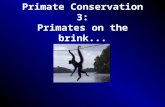 Primate Conservation 3: Primates on the brink....