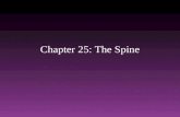 Chapter 25: The Spine. Anatomy of the Spine.