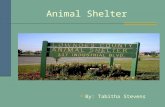 Animal Shelter By: Tabitha Stevens. Cleaning Cat Cages Clean out newspapers Place new newspapers in cage Place fresh food, water, and litter.