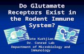 Do Glutamate Receptors Exist in the Rodent Immune System? Cate Kurkjian Dr. Conrad Lab Department of Microbiology and Immunology.
