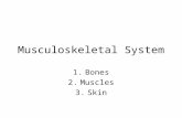 Musculoskeletal System 1.Bones 2.Muscles 3.Skin. Bones Bones Bones The skeletal system.