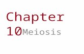 Chapter 10 Meiosis. You Must Know The importance of homologues chromosomes to meiosis. How the chromosome number is reduced from diploid to haploid in.