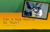 Can A Dog Really Do That? By: Garrett Boyd. Have You Ever Heard Of A Dog Having a Sixth Sense?