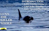 Photo - Jared Towers Video - Chantelle Tucker INTRODUCTION Killer Whales / OrcasKiller Whales / Orcas Luna (L98 / Tsuxiit)Luna (L98 / Tsuxiit) Luna Stewardship.
