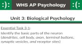 WHS AP Psychology Unit 3: Biological Psychology Essential Task 3-1: Identify the basic parts of the neuron (dendrites, cell body, axon, terminal buttons,