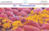 A)- Prokaryotes. What are Prokaryotes? It includes two Major Domains: Archaea and Bacteria It includes two Major Domains: Archaea and Bacteria Prokaryotes.