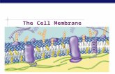 AP Biology 2007-2008 The Cell Membrane AP Biology Membrane Function  Outer plasma membrane  Forms a boundary between a living cell and its surroundings.