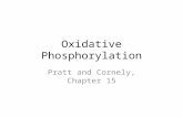 Oxidative Phosphorylation Pratt and Cornely, Chapter 15.
