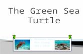 Status  Green Sea Turtles are endangered.  There is less than 1000 Green Sea Turtles remaining on Earth. There use to be over 6000 million Green Sea.