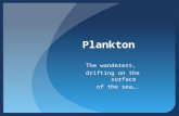 Plankton The wanderers, drifting on the surface of the sea….