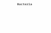 Bacteria. I.General Characteristics A.Single-celled; no nucleus or complex organelles What do we call this type of organism? B.Earliest known life forms.