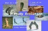 What do I do? I study behavior I look at an animal’s adaptations to its environment I study Evolution.
