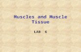 Muscles and Muscle Tissue LAB 6 Muscle Overview Muscle tissue makes up nearly half the body mass. The most distinguishing functional characteristic of.