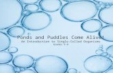 Ponds and Puddles Come Alive! An Introduction to Single-Celled Organisms Grades 5-8.