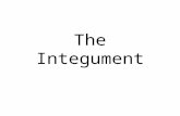 The Integument. Overview of the Integumentary System.