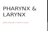 PHARYNX & LARYNX JAMES GOADSBY & PATRICK ELDER. Middle Ear Inner Ear Nasopharynx CN VIII External Acoustic Meatus Pharyngotympanic tube Oropharynx Laryngopharynx.