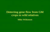 Detecting gene flow from GM crops to wild relatives Mike Wilkinson.