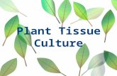 Plant Tissue Culture. Definition: The term plant tissue culture is described in vitro and aseptic cultivation of any plant part on nutrient medium.