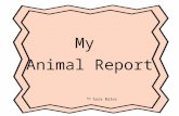 My Animal Report by Sara Bales. Table of Contents Picture ?.................................... p.3 What Does My Animal Look Like?......p.4 What Does.