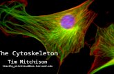 The Cytoskeleton Tim Mitchison timothy_mitchison@hms.harvard.edu.