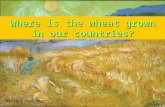 Where is the wheat grown in our countries? Vincent Van Gogh.