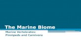 The Marine Biome Marine Vertebrates: Pinnipeds and Carnivora.