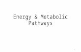 Energy & Metabolic Pathways 1. ATP Redox Electron Carriers 2.