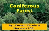 Coniferous Forest By: Komal, Yarnie & Mariam (709)