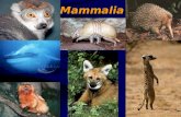 Mammalia. Mammal Evolution Mammals are believed to have evolved from Reptiles during the late Jurassic period.
