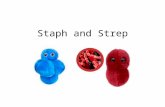 Staph and Strep. Cocci Morphology Catalase Test Enzyme –Catalase –(+) bubbles Staphylococcus –(-) no bubbles Streptococcus Enterococcus Detoxify hydrogen.