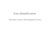 Tree Identification Forestry Career Development Event.