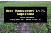 Weed Management in FL Sugarcane Curtis Rainbolt Everglades REC, Belle Glade, FL.