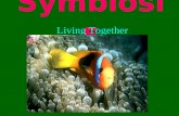 Symbiosis Living Together Three Types of Symbiosis Mutualism both species benefit Commensalism one species benefits, the other is unaffected Parasitism.