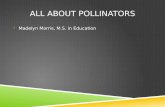 ALL ABOUT POLLINATORS  Madelyn Morris, M.S. in Education.