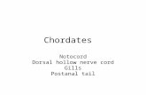 Chordates Notocord Dorsal hollow nerve cord Gills Postanal tail.