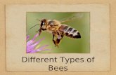 Different Types of Bees. Honey Bee These are the bees that people most often associate with “bees.” They are also one of the most beneficial insects on.