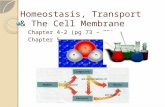Homeostasis, Transport & The Cell Membrane Chapter 4-2 (pg 73 – 75) Chapter 5.