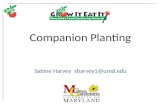Companion Planting Sabine Harvey sharvey1@umd.edu.