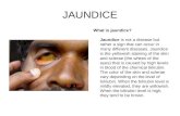 JAUNDICE What is jaundice? Jaundice is not a disease but rather a sign that can occur in many different diseases. Jaundice is the yellowish staining of.
