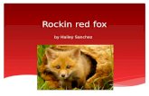 Rockin red fox by Hailey Sanchez  A fox is red and has a white and red on its tail.  They are very good hunters and jumpers.  The red fox are also.
