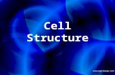 Cell Structure. Cells: What we Already Know All living things are made of 1 or more cells. Single-celled organisms include Paramecium, amoeba, chlamydomonas.
