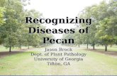 Recognizing Diseases of Pecan Jason Brock Dept. of Plant Pathology University of Georgia Tifton, GA.