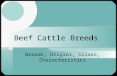 Beef Cattle Breeds Breeds, Origins, Colors, Characteristics.