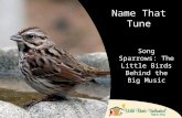 Name That Tune Song Sparrows: The Little Birds Behind the Big Music.