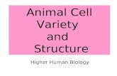 Animal Cell Variety and Structure Higher Human Biology.